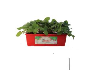 Aardbei Bloembak 40cm