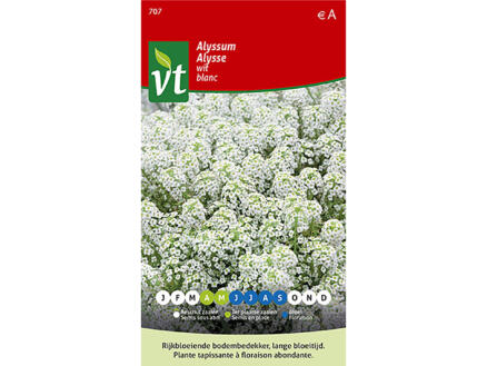 VT Alysse blanche plante tapissante 1