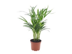 Areca 70cm