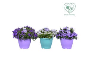 Campanula porto longlife