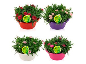 Dianthus oscar 25cm