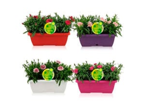 Dianthus