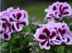 Géranium français, pélargonium