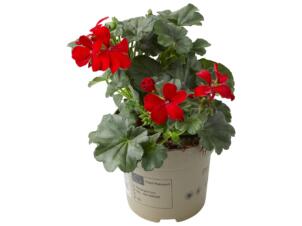 Geraniums specials