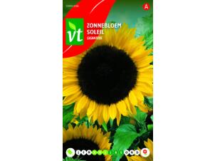 VT Giganteus soleil géant