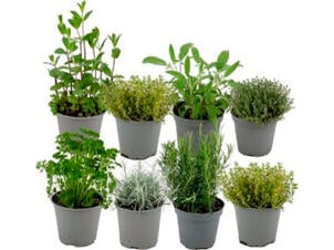 Herbes d’Italie 14cm