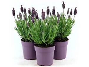 Lavendel Anouk dark 15cm