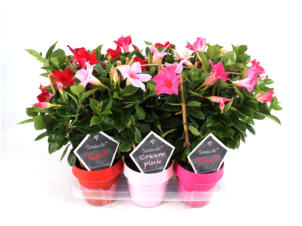 Mandevilla