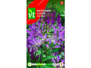 VT Mauve Queen cléome