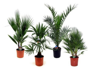 Mediteraan palmen mix