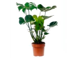 Monstera 70cm