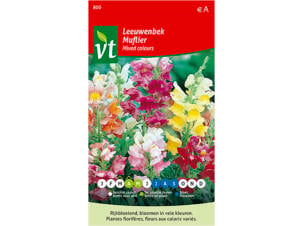 VT Muflier nain coloris variés