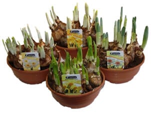 Narcisschaal