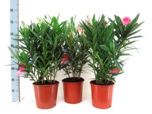 Nerium oleander