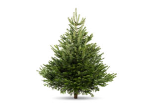 Nordmann kerstboom A-kwaliteit gezaagd 175-200 cm