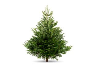 Nordmann sapin de Noël naturel première qualité coupé 175-200 cm