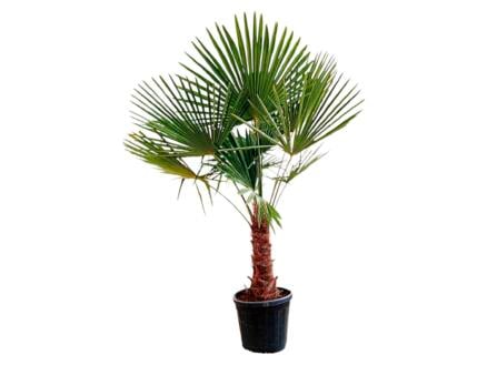Palmboom 170cm stam 40/45 cm