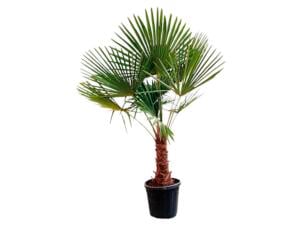 Palmboom 170cm stam 40/45 cm