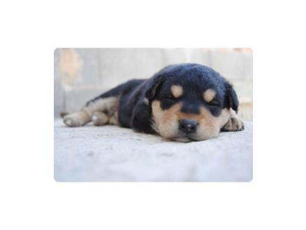 Placemat antislip 45x30 cm doggy dog 1