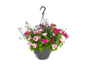 Plante suspendue