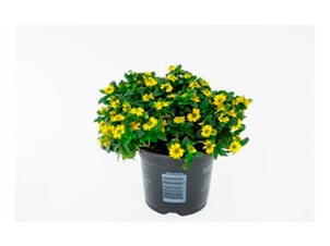 Plantes de parterre