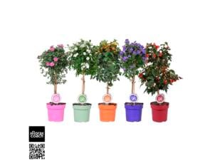 Plantes de terrasse sur tige