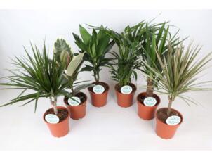 Plantes d'intérieur pot 14cm