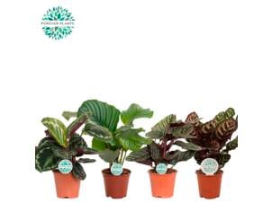 Plantes d'intérieur tropicales pot 14cm
