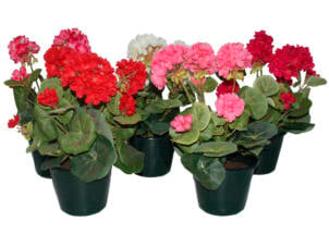Pot de fleurs géraniums 35cm assortiment