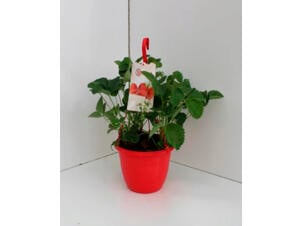 Pot suspendu fraises 25cm