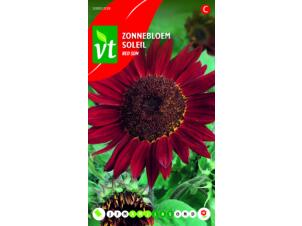 VT Red Sun zonnebloem hoog