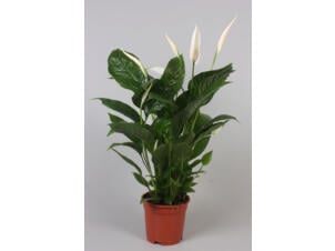 Spathiphyllum 70cm