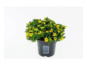 Stekperkplanten