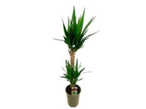 Ycca kamerplant