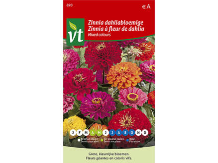 VT Zinnia à fleur de dahlia coloris variés 1