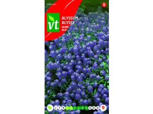 VT alysse bleu