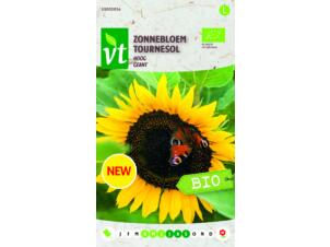 VT bio 01 zonnebloem hoog