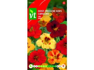 VT capucine naine