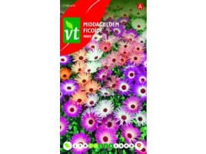 VT ficoïde coloris variés