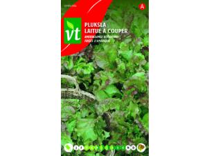 VT laitue à couper frisée d'Amérique