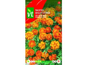 VT oeillet d'Inde nain orange-brun