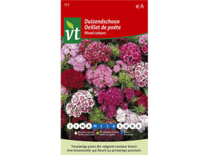 VT oeillet de poète coloris variés