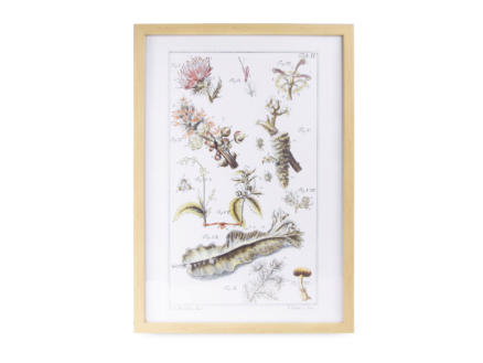 Art for the Home print in kader 40x60 cm botanisch meerkleurig 1