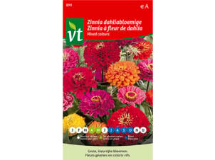 VT zinnia à fleur de dahlia coloris variés